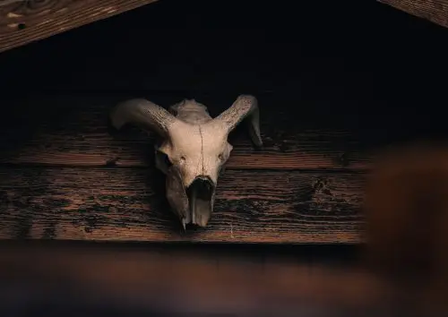 Crâne de bouquetin photo